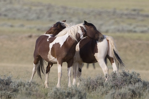 Wild Horses 2012