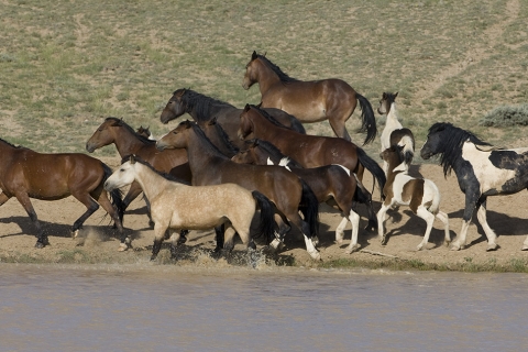 Wild Horses 2012