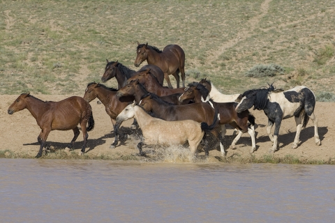 Wild Horses 2012