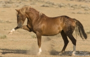 Wild Horses, McCullough Peaks Herd Area, Cody, WY, sorrel stallion striking at another stallion