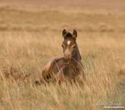 Wild Horses, McCullough Peaks Herd Area, Cody, WY, filly lying in the grass