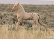 Wild Horses, McCullough Peaks Herd Area, Cody, WY, cremello colt stretches