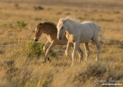 Wild Horses, McCullough Peaks Herd Area, Cody, WY, filly and colt run together