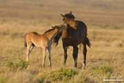 Wild Horses, McCullough Peaks Herd Area, Cody, WY, foal chews on yearling's cheek