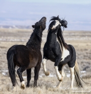Wild Horses, McCullough Peaks Herd Area, Cody, WY, black and black pinto stallions play