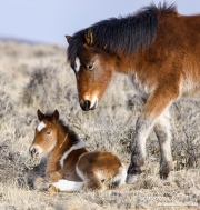 Wild Horses, McCullough Peaks Herd Area, Cody, WY, pinto foal and pinto yearling in winter