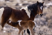 Wild Horses, McCullough Peaks Herd Area, Cody, WY, pinto mare and foal in winter