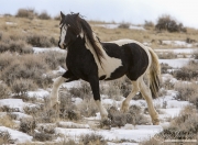 Wild Horses, McCullough Peaks Herd Area, Cody, WY, black pinto stallion trotting in winter