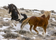 Wild Horses, McCullough Peaks Herd Area, Cody, WY, two stallions play in winter