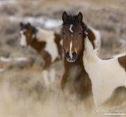 Wild Horses, McCullough Peaks Herd Area, Cody, WY, yearling pinto filly and colt in winter