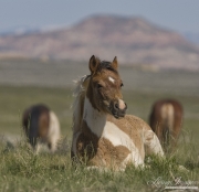 Wild Horses, McCullough Peaks Herd Area, Cody, WY, pinto foal lying down