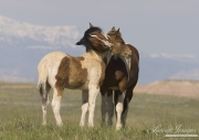Wild Horses, McCullough Peaks Herd Area, Cody, WY, pinto mare rubs pinto foal's neck