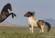 Wild Horses, McCullough Peaks Herd Area, Cody, WY, black stallion rears while pinto stallion looks on