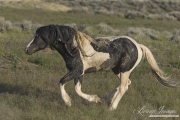 Wild Horses, McCullough Peaks Herd Area, Cody, WY, black pinto stallion runs, ears back