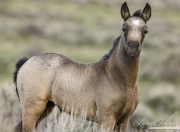 Wild Horses, McCullough Peaks Herd Area, Cody, WY, grulla colt looks