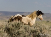 Wild Horses, McCullough Peaks Herd Area, Cody, WY, pinto stallion with ears back
