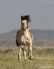 Wild Horses, McCullough Peaks Herd Area, Cody, WY, pinto stallion runs