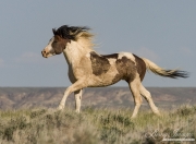 Wild Horses, McCullough Peaks Herd Area, Cody, WY, pinto stallion runs