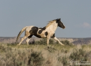 Wild Horses, McCullough Peaks Herd Area, Cody, WY, black pinto stallion runs