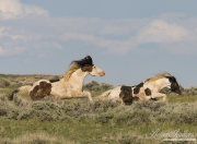 Wild Horses, McCullough Peaks Herd Area, Cody, WY, pinto band stallion chasing black and white pinto bachelor stallion