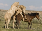 Wild Horses, McCullough Peaks Herd Area, Cody, WY, two cremello colts play with young bay filly