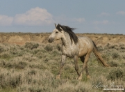 Wild Horses, McCullough Peaks Herd Area, Cody, WY, dappled grey stallion trots in sagebrush