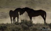 Wild Horses, McCullough Peaks Herd Area, Cody, WY, two bachelor stallion touch noses