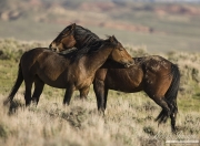 Wild Horses, McCullough Peaks Herd Area, Cody, WY, two young colts doing mutual grooming