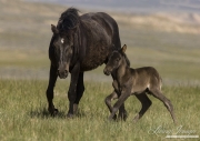 black mare with foal struggling to get up, wild horses at McCullough Peaks, Cody, WY
