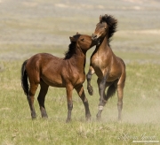 bay colts playing, wild horses at McCullough Peaks, Cody, WY