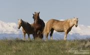 stallion and thress mares, wild horses at McCullough Peaks, Cody, WY