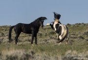 two wild stallions, one black and one pinto, wild horses at McCullough Peaks, Cody, WY