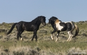 black stallion and pinto stallion, wild horses at McCullough Peaks, Cody, WY