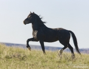 black stallion, wild horse trotting at McCullough Peaks, Cody, WY