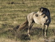 grey stallion, wild horse, at McCullough Peaks, Cody, WY