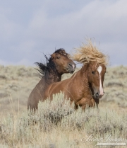 wild horse, mustang in McCullough Peaks, WY - sorrel stallion kicking bay stallion