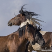 wild horse, mustang in McCullough Peaks, WY - pinto stallion and two mares