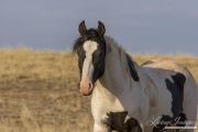 wild horse, mustang in McCullough Peaks, WY - black pinto colt