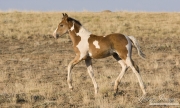 wild horse, mustang in McCullough Peaks, WY - pinto foal trots