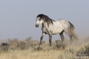 wild horse, mustang in McCullough Peaks, WY - grey stallion ears back