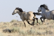 wild horse, mustang in McCullough Peaks, WY - grey stallion chasing buckskin filly away, mouth open to bite
