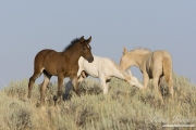 wild horse, mustang in McCullough Peaks, WY - two cremello colts play, bay filly walks by