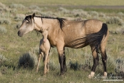wild horse, mustang in McCullough Peaks, WY - cremello colt stands under buckskin mare's neck