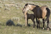 wild horse, mustang in McCullough Peaks, WY - cremello colt nuzzles mare