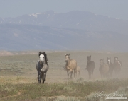 wild horse, mustang in McCullough Peaks, WY - horses running in dust