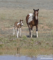 wild horse, mustang in McCullough Peaks, WY - Pinto mare and foal in front of waterhole