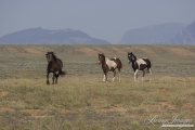 wild horse, mustang in McCullough Peaks, WY - band trots to water