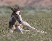 wild horse, mustang in McCullough Peaks, WY - pinto foal lying in grass