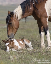 wild horse, mustang in McCullough Peaks, WY - pinto mare leaning over sleeping pinto foal