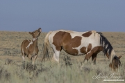 wild horse, mustang in McCullough Peaks, WY - pinto mare grazes while pinto foal does flehmen